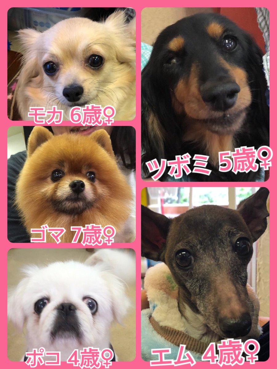 🐾今日の里親様募集中ワンコ🐶メンバーです🐾2019,6,1